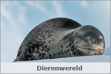 Dierenwereld