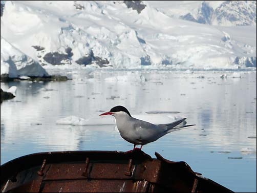 Antarctische stern