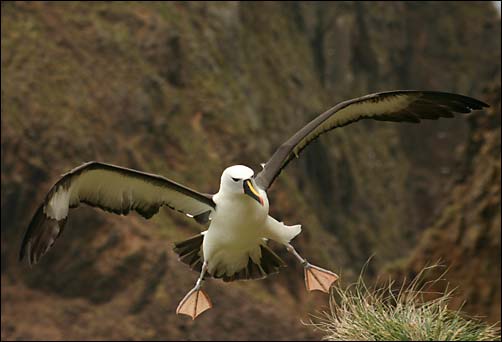 Atlantische geelsnavelalbatros