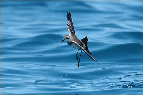 Bont stormvogeltje