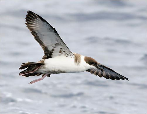 Grote pijlstormvogel