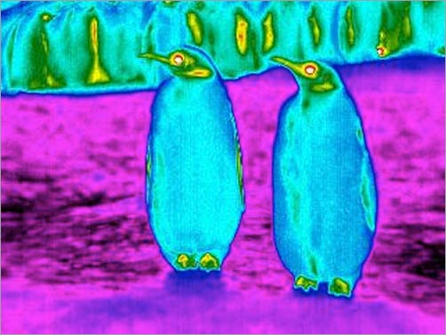Infraroodbeeld van keizerspinguïns