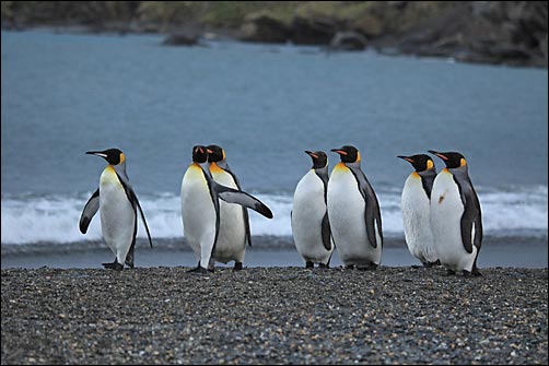 Rentmeester Verwant Intensief Het Laatste Continent - Dieren in Antarctica - Koningspinguïn