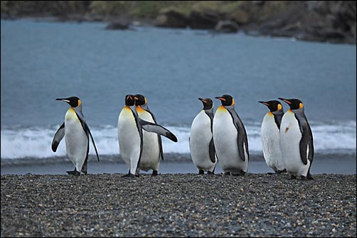 Een groep koningspinguïns