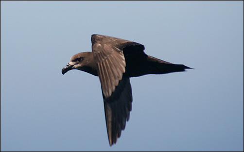 Langvleugelstormvogel