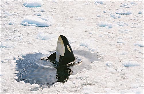 Orka in de Rosszee