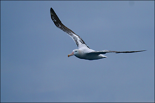Reuzenalbatros