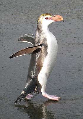 Schlegel's pinguïn