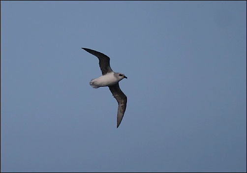 Witbuikstormvogeltje