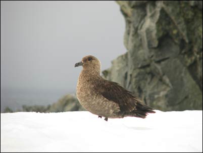 Skua op Gand Island