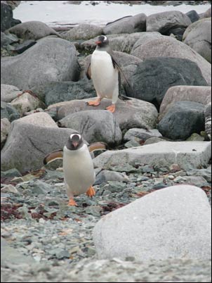 Twee ezelspinguïns op Danco Island