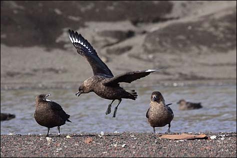 Skua's