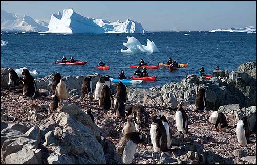 Kajakken tussen ijsbergen en pinguïns