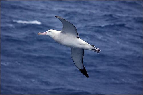 Reuzenalbatros