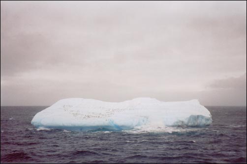 Pinguïns op ijsberg