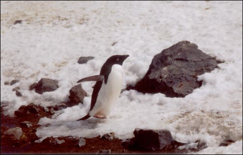 Adeliepinguïn op Paulet Island