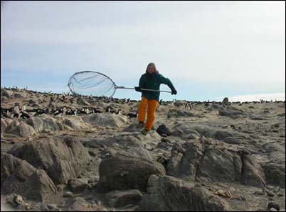 Marc, the fear of the skuas