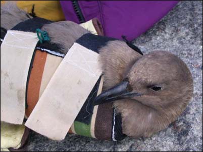 De skua wordt in een dwangbuis gestopt